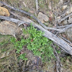 Erigeron karvinskianus at Jacka, ACT - 24 May 2024