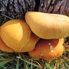 Gymnopilus junonius (Spectacular Rustgill) at Callum Brae - 24 May 2024 by RobParnell