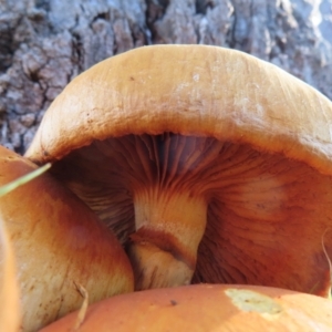 Gymnopilus junonius at Callum Brae - 24 May 2024