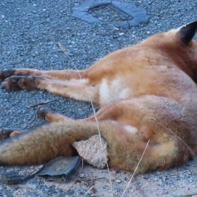 Vulpes vulpes (Red Fox) at Symonston, ACT - 23 May 2024 by RobParnell