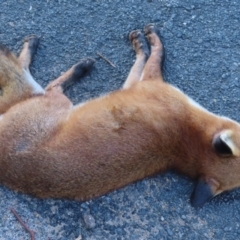 Vulpes vulpes at Symonston, ACT - 24 May 2024 09:17 AM