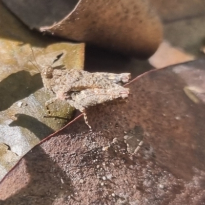 Tetrigidae (family) (Pygmy grasshopper) at Burnside, QLD - 18 May 2024 by clarehoneydove