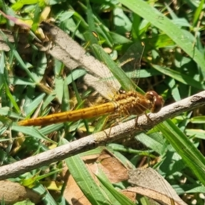 Diplacodes haematodes (Scarlet Percher) at Burnside, QLD - 21 May 2024 by clarehoneydove