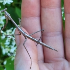 Archimantis sp. (genus) by clarehoneydove