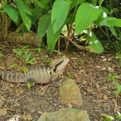 Intellagama lesueurii lesueurii at Yandina, QLD - 20 May 2024 by clarehoneydove