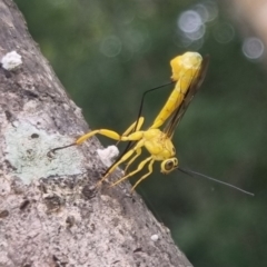 Ichneumonidae (family) at Burnside, QLD - 16 May 2024 by clarehoneydove