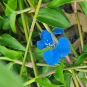 Commelina cyanea at Burnside, QLD - suppressed