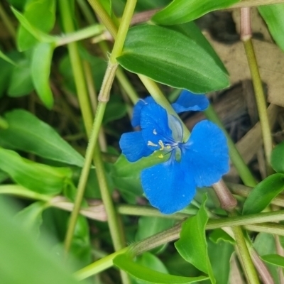 Commelina cyanea (Scurvy Weed) at Burnside, QLD - 15 May 2024 by clarehoneydove