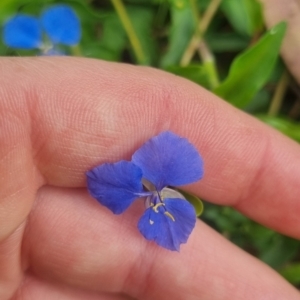 Commelina cyanea at Burnside, QLD - suppressed