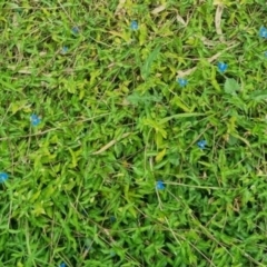 Commelina cyanea at Burnside, QLD - suppressed