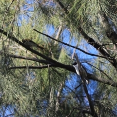 Melithreptus lunatus (White-naped Honeyeater) at Cook, ACT - 21 May 2024 by Tammy