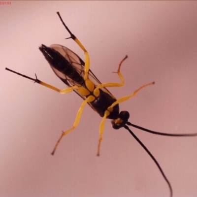 Hyposoter bombycivorus (An Ichneumon Wasp) at Bonner, ACT - 25 May 2024 by yomama