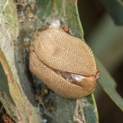 Paropsis atomaria at Yerrabi Pond - 24 May 2024