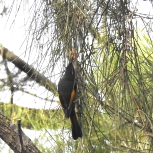 Phylidonyris pyrrhopterus at Kambah Pool - 25 May 2024 11:29 AM