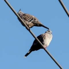 Ocyphaps lophotes (Crested Pigeon) at Aranda, ACT - 22 May 2024 by AlisonMilton