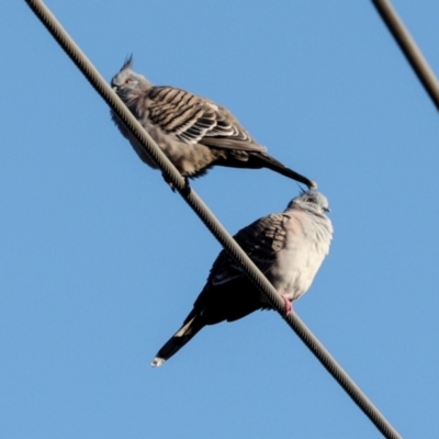 Ocyphaps lophotes (Crested Pigeon) at Aranda, ACT - 23 May 2024 by AlisonMilton