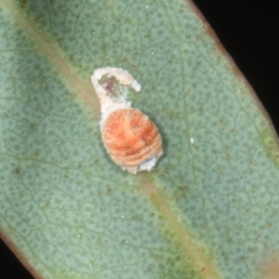 Monophlebulus sp. (genus) at Yerrabi Pond - 24 May 2024 by AlisonMilton