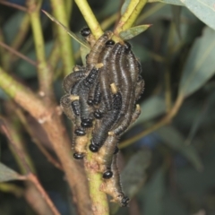 Pergidae sp. (family) (Unidentified Sawfly) at Yerrabi Pond - 24 May 2024 by AlisonMilton