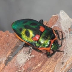 Scutiphora pedicellata (Metallic Jewel Bug) at Yerrabi Pond - 24 May 2024 by AlisonMilton