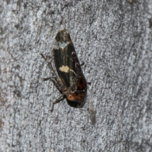 Eurymeloides punctata at Turner, ACT - 22 May 2024 12:44 PM