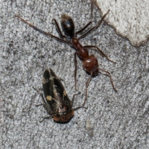 Eurymeloides punctata at Turner, ACT - 22 May 2024 12:44 PM