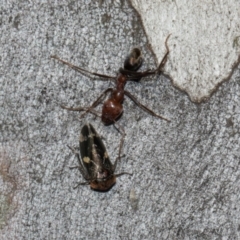 Eurymeloides punctata at Turner, ACT - 22 May 2024 12:44 PM