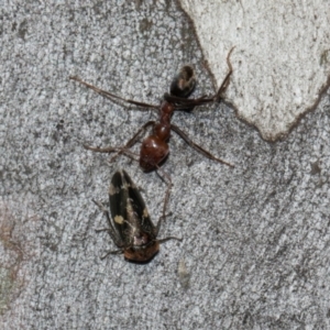 Eurymeloides punctata at Turner, ACT - 22 May 2024 12:44 PM