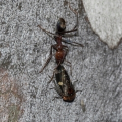 Eurymeloides punctata at Turner, ACT - 22 May 2024 12:44 PM