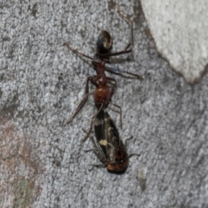 Eurymeloides punctata at Turner, ACT - 22 May 2024 12:44 PM