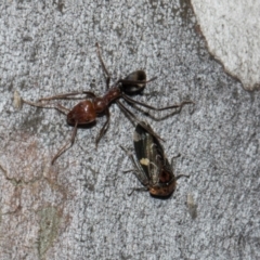 Eurymeloides punctata at Turner, ACT - 22 May 2024 12:44 PM