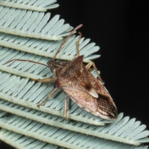 Oechalia schellenbergii at Amaroo, ACT - 24 May 2024