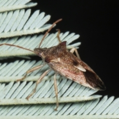 Oechalia schellenbergii at Amaroo, ACT - 24 May 2024