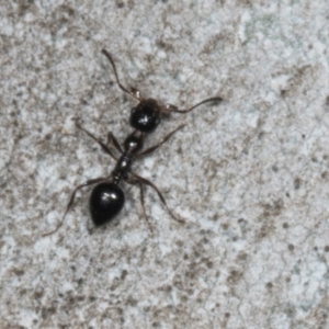 Crematogaster sp. (genus) at Ngunnawal, ACT - 24 May 2024 11:05 AM