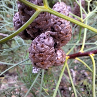 Petrophile pedunculata (Conesticks) at South Pacific Heathland Reserve - 25 May 2024 by forest17178