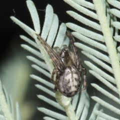 Unidentified Other web-building spider at Amaroo, ACT - 24 May 2024 by AlisonMilton