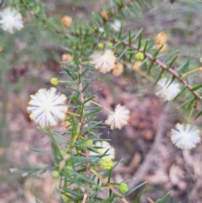 Acacia ulicifolia (Prickly Moses) at South Pacific Heathland Reserve - 25 May 2024 by forest17178