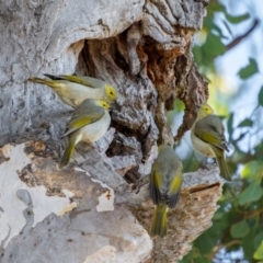 Ptilotula penicillata (White-plumed Honeyeater) at Bellmount Forest, NSW - 22 May 2024 by trevsci