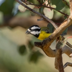 Falcunculus frontatus (Eastern Shrike-tit) at Bellmount Forest, NSW - 23 May 2024 by trevsci