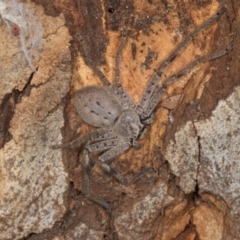 Isopeda canberrana (Canberra Huntsman Spider) at Yerrabi Pond - 24 May 2024 by AlisonMilton