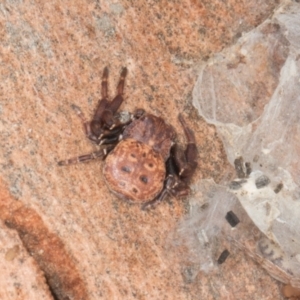 Cymbacha ocellata at Yerrabi Pond - 24 May 2024