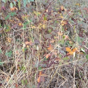 Rubus anglocandicans at Farrer Ridge - 25 May 2024 04:08 PM