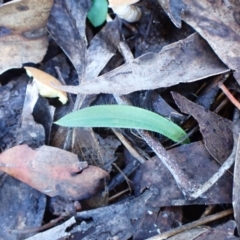 Glossodia major (Wax Lip Orchid) at Aranda, ACT - 14 May 2024 by CathB