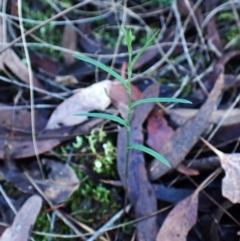 Bunochilus umbrinus (ACT) = Pterostylis umbrina (NSW) (Broad-sepaled Leafy Greenhood) by CathB