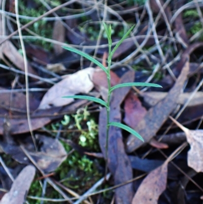 Bunochilus umbrinus (ACT) = Pterostylis umbrina (NSW) (Broad-sepaled Leafy Greenhood) by CathB