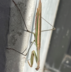 Tenodera australasiae at Campbell, ACT - 23 May 2024 12:05 PM