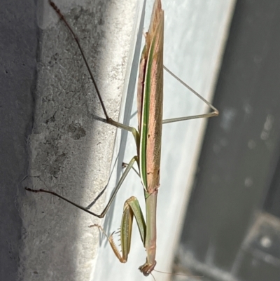 Tenodera australasiae (Purple-winged mantid) at Campbell, ACT - 23 May 2024 by JanetRussell