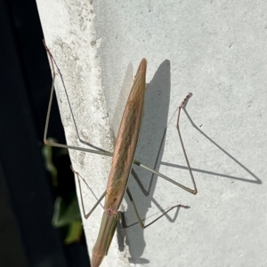 Tenodera australasiae at Campbell, ACT - 23 May 2024 12:05 PM