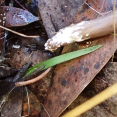 Cyanicula caerulea (Blue Fingers, Blue Fairies) at Aranda Bushland - 14 May 2024 by CathB