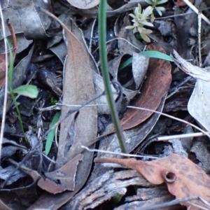 Cyanicula caerulea at Point 3852 - 14 May 2024