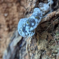 Unidentified Fungus at Tidbinbilla Nature Reserve - 25 May 2024 by Rebeccajgee